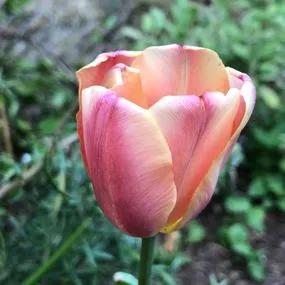 Apricot Foxx Tulip (Tulipa Apricot Foxx) Hero Img